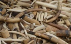 Flagrant délit: Trois trafiquants d’ivoire arrêtés à Keur Massar