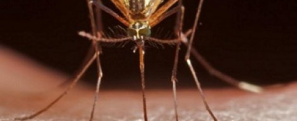 Paludisme: un cas de résistance au traitement découvert en Afrique
