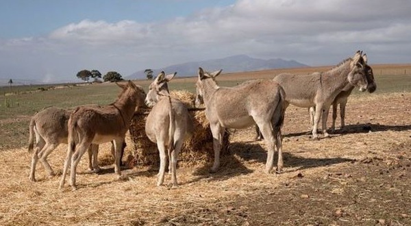 Vers l'interdiction des "loumas" pour sauver les 430.000 animaux restants dans le monde rural ?