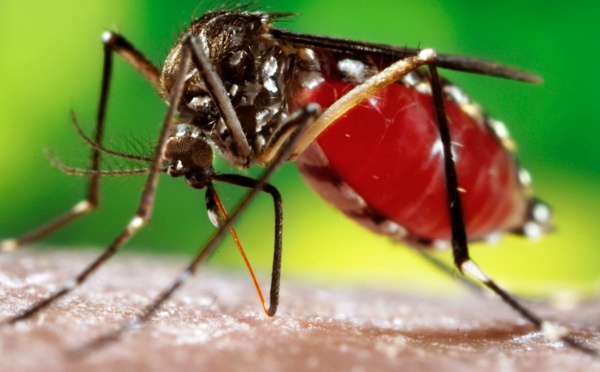 Info pratique:  La dengue, c'est quoi?